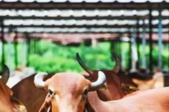 What is the minimum number of animals to start a dairy farm?