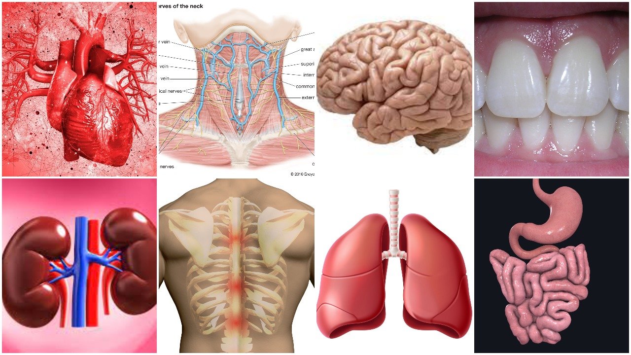 Rooted Intestine: आंतों के सड़ने का पहला संकेत: नजरअंदाज किया तो जिंदगीभर होगी दिक्कतें 