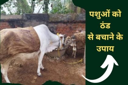 Department issued advisory to protect animals from cold