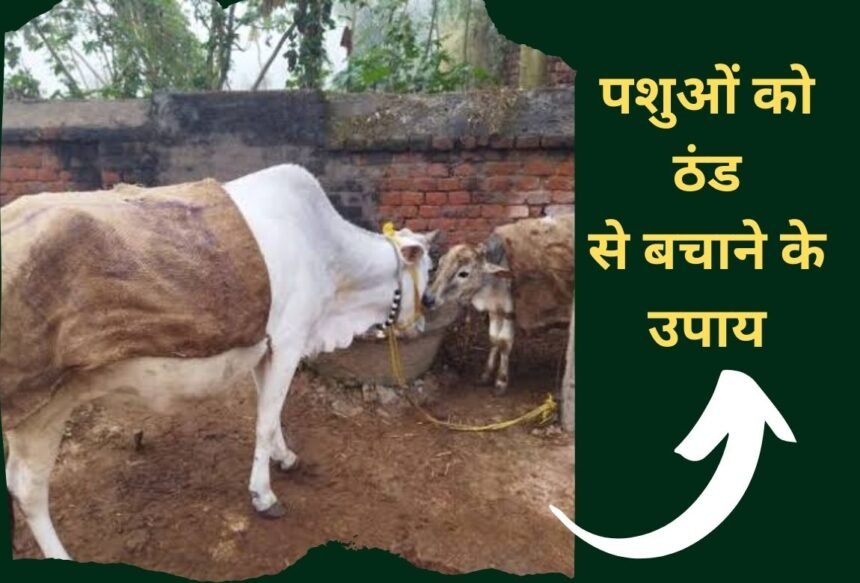 Department issued advisory to protect animals from cold