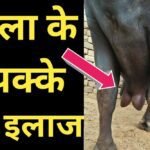 mastitis effective home remedies for animal husbandry