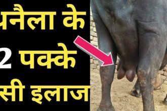 mastitis effective home remedies for animal husbandry