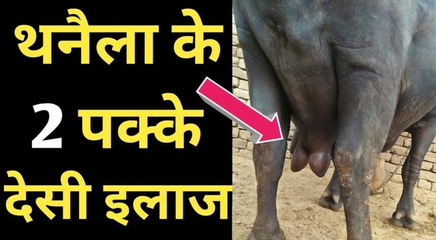 mastitis effective home remedies for animal husbandry