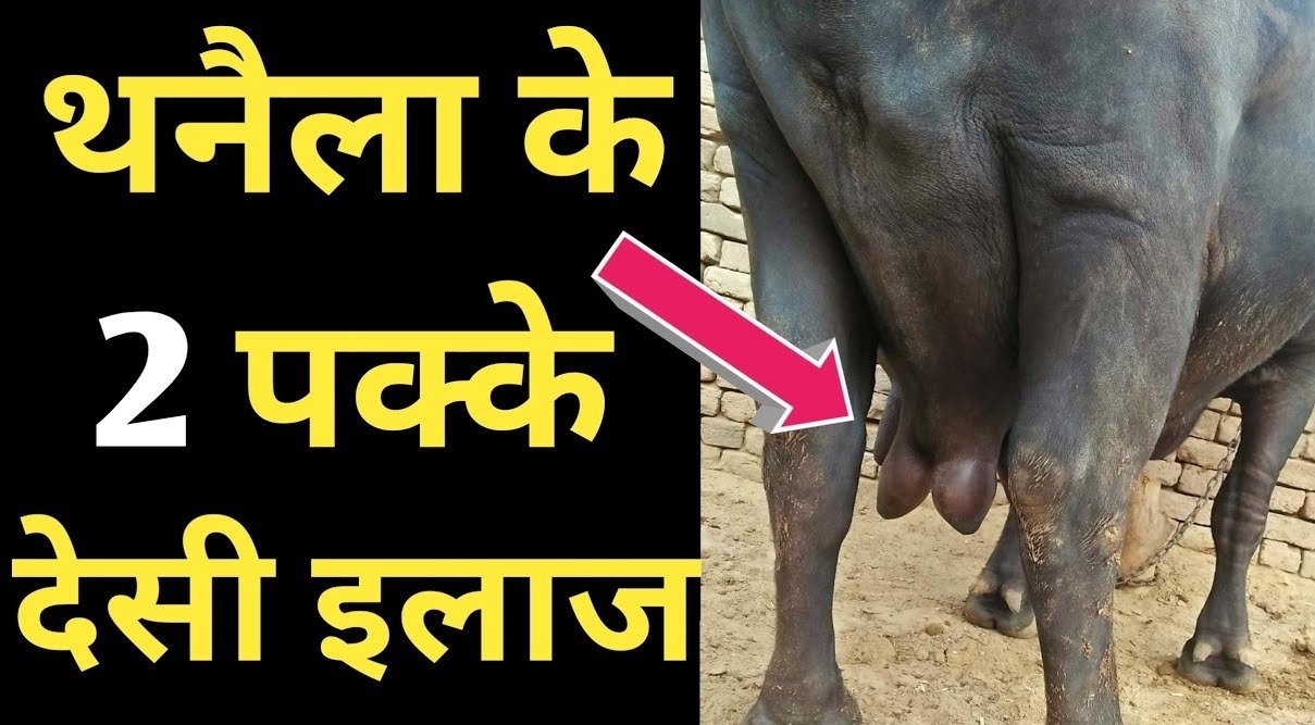 mastitis effective home remedies for animal husbandry