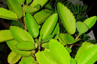 Stale mouth: Boil one glass of water and drink the water of this green leaf, it can remove years old stones.