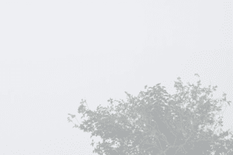 Jind weather: After two days of sunshine, there was dense fog in Jind district on Friday morning.