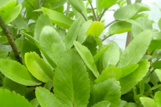 This green leaf is the cure for kidney stones, chewing stale leaves can remove stones.