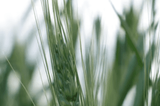 Use this fertilizer to lengthen the ear of wheat, it will cost Rs 600 per acre.