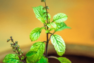 Make dry basil plant green with this cheap thing, you will see the difference in a few days