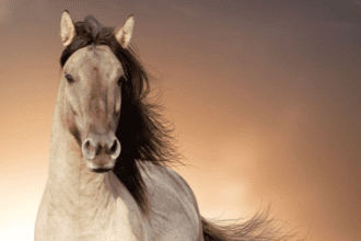 Eat these white dry fruits for horse-like agility, you will run at a speed of 100 km/h in 10 days