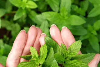 To remove the yellow plaque from your teeth, chew these 5 stale leaves for 7 days.