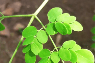 These leaves are the cure for diseases from head to toe, available for free