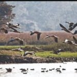 This time 560 birds of 26 species have been found in Kalvan lake of Jind district, the team will inspect