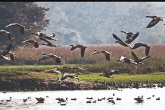 This time 560 birds of 26 species have been found in Kalvan lake of Jind district, the team will inspect