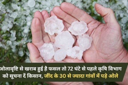 If the crop is damaged due to hailstorm, farmers should inform the agriculture department within 72 hours, hailstorm occurred in more than 30 villages of Jind