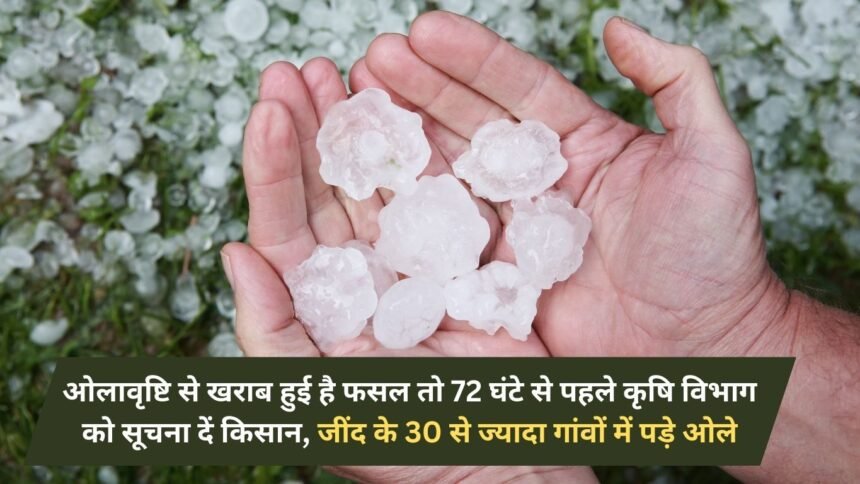 If the crop is damaged due to hailstorm, farmers should inform the agriculture department within 72 hours, hailstorm occurred in more than 30 villages of Jind