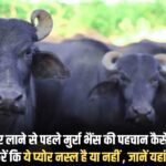 How to identify Murrah Buffalo before bringing it home, whether it is pure breed or not, know here