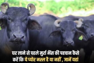 How to identify Murrah Buffalo before bringing it home, whether it is pure breed or not, know here