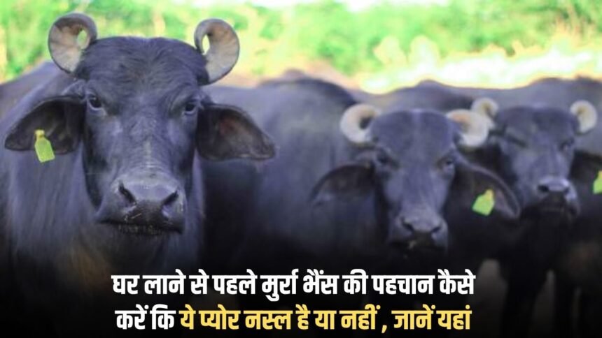How to identify Murrah Buffalo before bringing it home, whether it is pure breed or not, know here