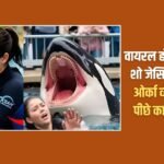 Know the truth behind the viral dolphin show Jessica Radcliffe Orca whale attack