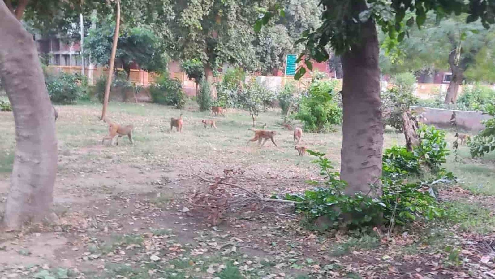 Jind News Monkeys attack Jind Civil Hospital computer records ransacked
