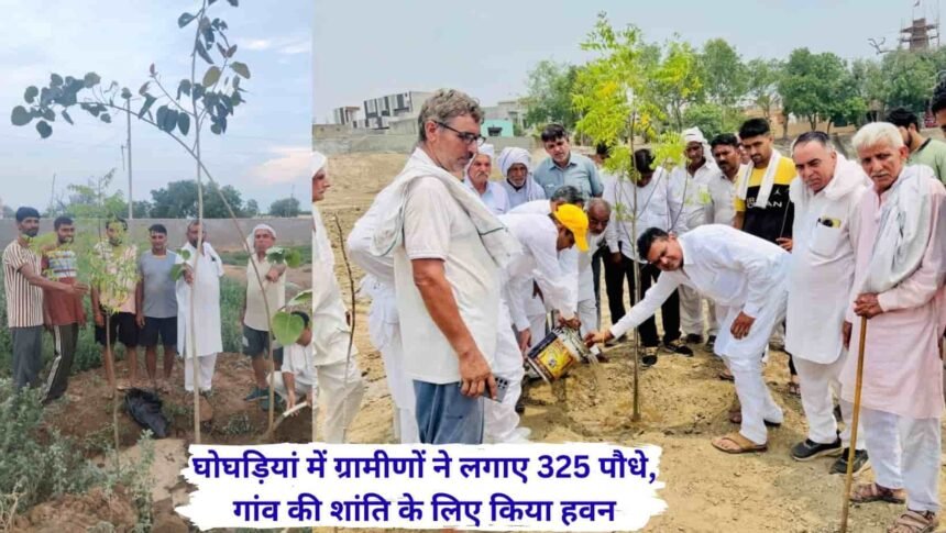 Uchana News ghogrian village tree plantaion